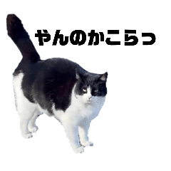 [LINEスタンプ] 我が家の愛猫たち？スタンプ