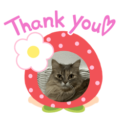 [LINEスタンプ] いやしのにゃんこⅣ