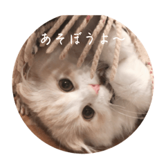 [LINEスタンプ] いやしのニャンコⅠ