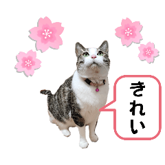 [LINEスタンプ] 興味多彩ねこちゃん