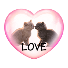 [LINEスタンプ] 可愛い子猫の日常-5