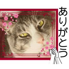 [LINEスタンプ] ニャアのあいさつ状p5の画像（メイン）