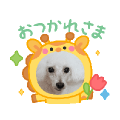 [LINEスタンプ] プードル集合③