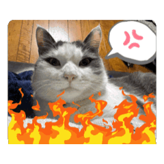 [LINEスタンプ] うちのネコがひとこと