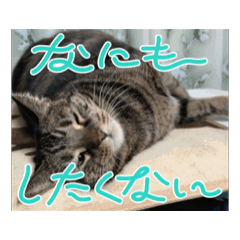 [LINEスタンプ] しろねこミータと妹たち2