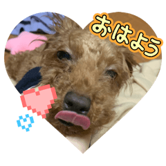 [LINEスタンプ] あんこ✖︎仙太郎2