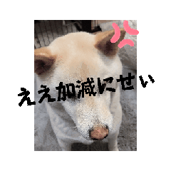 [LINEスタンプ] ワン太マメ太ゴン太の日常3
