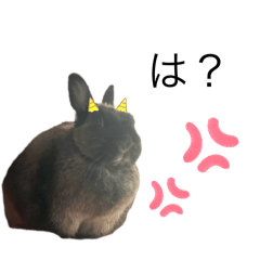 [LINEスタンプ] 上から目線の怒りうさぎのゴーちゃん