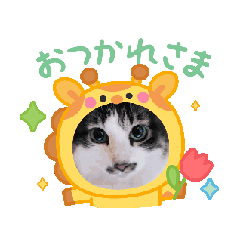 [LINEスタンプ] 動く猫スタンプ♥日常♥使いやすい♥挨拶♥