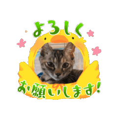[LINEスタンプ] ハッシーの猫ちゃんฅ•ω•ฅ