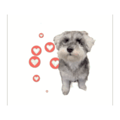 [LINEスタンプ] シュナウザーグリの動く日常スタンプ
