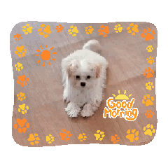 [LINEスタンプ] チワマル チャイのスタンプ
