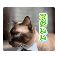 [LINEスタンプ] にゃんざぶろうとのしあわせ生活スタンプ