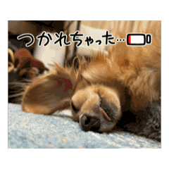 [LINEスタンプ] いとちゃん ④