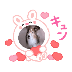 [LINEスタンプ] シェルティ チェリーちゃん⑬
