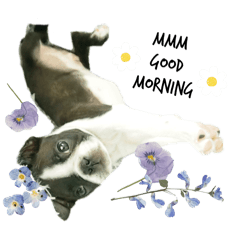 [LINEスタンプ] ボストンテリアのかわいい子犬1