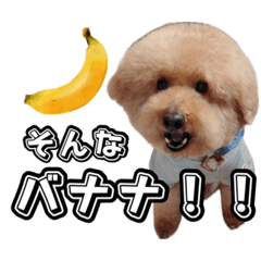 [LINEスタンプ] トイプードルまるのいちにちパート2