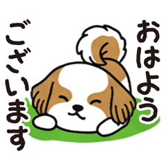 [LINEスタンプ] ふわもこシーズーの毎日スタンプ