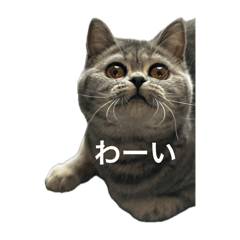 [LINEスタンプ] ねこの がおちゃん