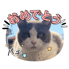 [LINEスタンプ] 猫のダム