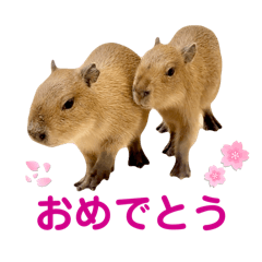 [LINEスタンプ] 【カピバラ】かぴ天スタンプPart8