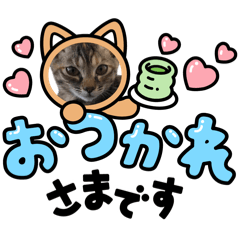 [LINEスタンプ] ハッシーの猫ちゃん( ΦωΦ )