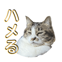 [LINEスタンプ] 駄猫トマトの日常＆格ゲー会話スタンプ