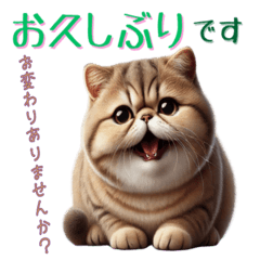 [LINEスタンプ] ぶちゃかわ！エキゾチックショートヘア