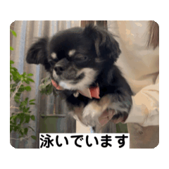 [LINEスタンプ] うちの犬ちゃん  ちょびっと動くよスタンプ