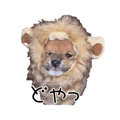 [LINEスタンプ] 「こつぶ」のいる生活