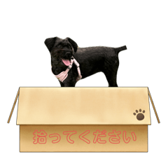[LINEスタンプ] 個人用ウメちゃんスタンプ