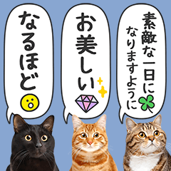 [LINEスタンプ] ながい吹き出し❤猫写真❤BIGなメッセージ