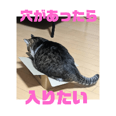 [LINEスタンプ] Myにゃんズ～⁠>⁠`⁠)⁠～⁠～⁠～