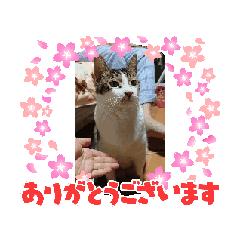 [LINEスタンプ] 大切なうちの猫