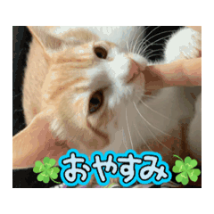 [LINEスタンプ] 動く猫＊T家O 家とA I三毛