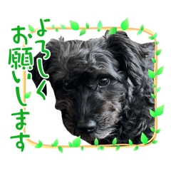 [LINEスタンプ] 黒いシュナプースタンプ