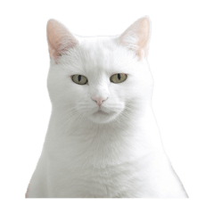 [LINEスタンプ] 言いたいことありそう猫