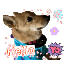 [LINEスタンプ] イッヌのチビ（別名ミソ）Cute dog Chibi