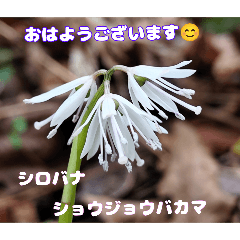 [LINEスタンプ] 冬の山野草で おはようございます