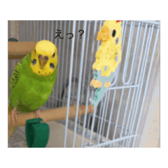 [LINEスタンプ] 動画で〜す！