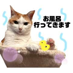 [LINEスタンプ] 日常で使える猫スタンプ3