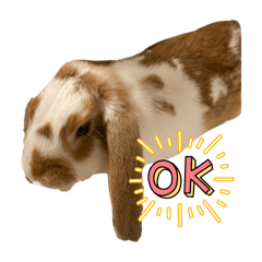 [LINEスタンプ] うさぎのフッくん