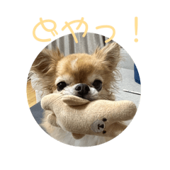 [LINEスタンプ] かわいいチワワのちゃちゃまる
