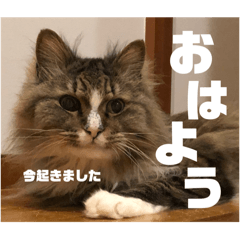 [LINEスタンプ] マルとの日々