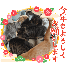 [LINEスタンプ] 大切な家の猫