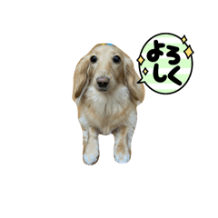 [LINEスタンプ] いとちゃん ②スタンプ