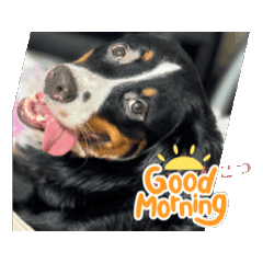 [LINEスタンプ] バーニーズ 麦ちゃん