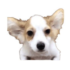 [LINEスタンプ] ロンきちまる大先生