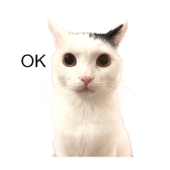 [LINEスタンプ] まつもとたける 証明写真（肯定）