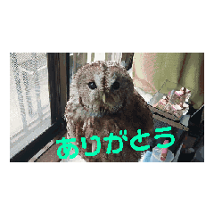 [LINEスタンプ] モリフクロウのぷりんさん